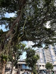 Blk 320 Ang Mo Kio Avenue 1 (Ang Mo Kio), HDB 3 Rooms #599149921